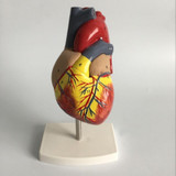 1: 1 Human Heart Anatomical Model  Cardiology Heart Anatomy Teaching Model with Number Mark