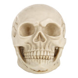 Skull Head Hallowmas Prop Gadget Display, Size: 19(L) x 13(W) x 14cm(H)(White)