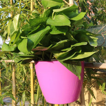 Self-Watering Planter Grow Plants Lazy Flower Pots Wall-hanging Round Resin Plastic Flower Pots, Size: 13x8.5x13cm(Purple)