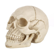 Skull Head Hallowmas Prop Gadget Display, Size: 19(L) x 13(W) x 14cm(H)(White)