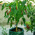 6 Pockets 26L / 7 Gallon Non-woven Felt Strawberry Planting Bag, Size: 30X35cm(Grass Green)