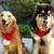 Pet Christmas Wool Scarf Medium & Large Dog Saliva Towel, Size: XXS
