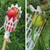 Plum Date Apricot Pick Fruit Plastic Tool(White) Plum Date Apricot Pick Fruit Plastic Tool(White)