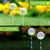 Dandelion Lawn Ground Plug Light Decoration Outdoor Solar LED Garden Lights, Model: Single Head