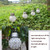 2 PCS Solar Hollow Ball Pendent Lamp Decorative Garden Light(White Light)