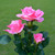 Solar LED Artificial Rose Lantern Garden Decoration Lawn Lamp(Pink)