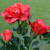 Solar LED Artificial Rose Lantern Garden Decoration Lawn Lamp(Pink)