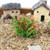 Artificial Handmade Model Material Sand Table Building Bush Flower Finished Flower(Yellow Tangerine Flowerr)