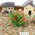 Artificial Handmade Model Material Sand Table Building Bush Flower Finished Flower(White Pink Flower)