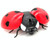 Infrared Sensor Remote Control Simulated Insect Tricky Creative Children Electric Toy Model(Ladybug)