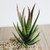 Artificial Mini Aloe Plastic Plants Craft Floristry Landscape Garden Family Office Decoration(Green not Flocked)