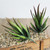 Artificial Mini Aloe Plastic Plants Craft Floristry Landscape Garden Family Office Decoration(Green not Flocked)