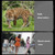NIKULA 10x22 Low Light Level Visual Binoculars NIKULA 10x22 Low Light Level Visual Binoculars