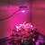 COB Plant Growth Light LED Vegetable Planting Succulent Light, Light:Full Spectrum(UK Plug 220V)