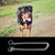55cm  Pet P Chain Pet Collars Pet Neck Strap Dog Neckband Snake Chain Dog Chain Dog Collar