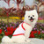 2pcs Suspenders Vests Mesh Breathable Pet Clothes, Size: XXL(Red Dinosaur)
