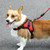 K9 Dog Adjustable Chest Strap, Size: S(Orange)