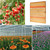 LED Plant Fill Light Full-Spectral Greenhouse Lighting Growth Light, Power: H1 240 Leds 50W(AU Plug)