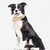 JINMAOHOU Dogs Double-Layer Leather Collar, Specification: M 49x2.7cm(Blue)