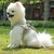 Reflective & Breathable Vest Traction Rope Pet Chest Leash, Size:L(Gray Grid)