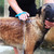 Pet Shower Brush Dog Shower Bath Shower Nozzle Brush