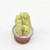 3 PCS Mini Doll House Furniture Flower Garden Scene Decoration Resin Fleshy Bonsai Potted(6)