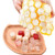 2 PCS 37 Grids Ice Cubes Honeycomb Ice Cream Maker Form DIY Mould Popsicle Molds Yogurt Ice Box Fridge Treats Freezer(Yellow)