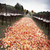 1000 PCS Artificial Wedding Rose Petals Flowers Wedding Decorations(Sunset Red)