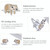S925 Sterling Silver Cute Sloth Ear Studs Women Earrings