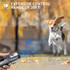 Dog Repeller Ultrasonic Pet Anti-Barking Training Device High Power Dog Repellent With LED Flashlight(Gray)