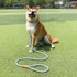 1.8m x 1cm Dog Traction Rope Mid Large Dog Universal Safety Buckle Chain Circle(Brown)