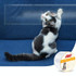 Ctlang B25112 Pet Sofa Protective Tape Cats Anti-Caught Protective Gear Film, Specification: Wide 2.5inch(S)
