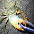 Crab Tongs Loach Tongs Sea Tool, Model: 53cm Ctraight Clip