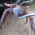 Crab Tongs Loach Tongs Sea Tool, Model: 38cm Curved Clip