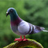 2 PCS Simulation Foam Pigeon Model Home Garden Ornament Miniature Decor