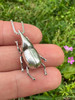 Rhinoceros Beetle Charm in Silver