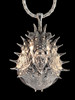 Adriatic Spider Crab Carapace Amulet