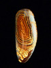 Tree Whisper - Australian Boulder Opal - 90.2 ct