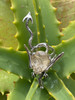 Dragon Sculpture Ring Rutilated Quartz