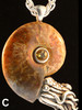 Option C - Fossilized Ammonite Nautilus Necklace - with Gemstone - Silver