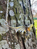 Gothic Dragon Neckpiece with Trillion Citrine