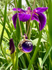 Moon Orb Pendant with Amethyst Orb - 14k Gold