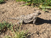 Horned Lizard - Melling Ranch Northern Baja Mexico - May 2017