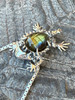 Horned Lizard with Labradorite - Silver Horned Lizard with Labradorite - Silver