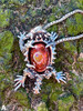 Horned Lizard with Mexican Matrix Fire Opal - Silver