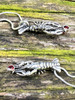 Crawfish Lobster Pendant with Mexican Fire Opal