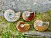 Collection of 4 x AAA Suture Pattern Moroccan Ammonites. 
