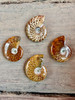 Collection of 4 x AAA Suture Pattern Moroccan Ammonites. 