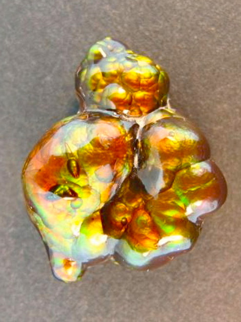 Nautilus - Arizona Fire Agate - 10 ct Nautilus - Arizona Fire Agate - 10 ct