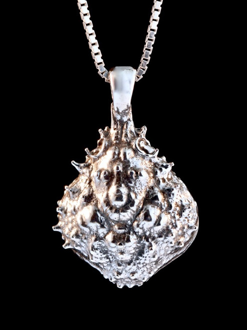 Life Casting Mexican Crab Carapace in Silver Life Casting Mexican Crab Carapace in Silver